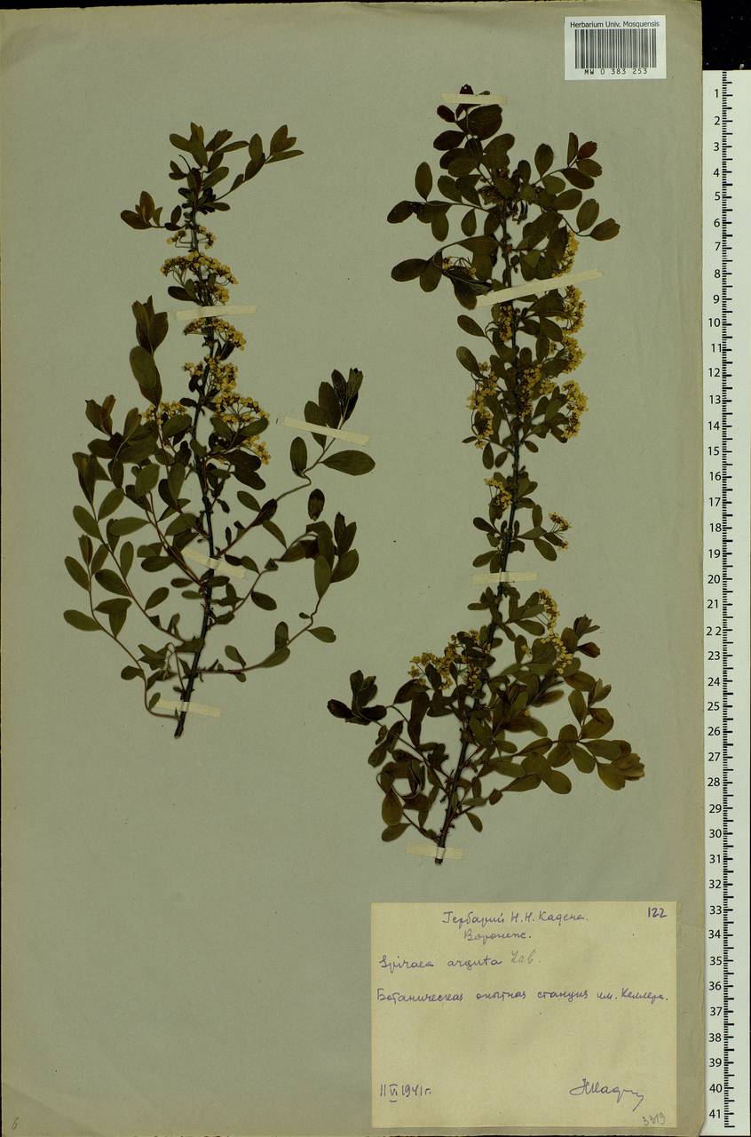 Spiraea salicifolia L., Eastern Europe, Central forest-and-steppe region (E6) (Russia)