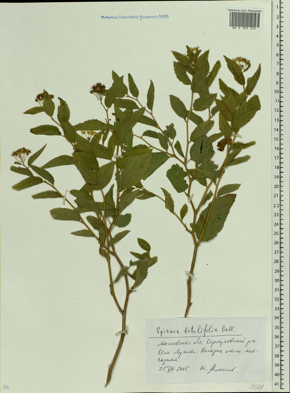 Spiraea betulifolia Pall., Eastern Europe, Moscow region (E4a) (Russia)