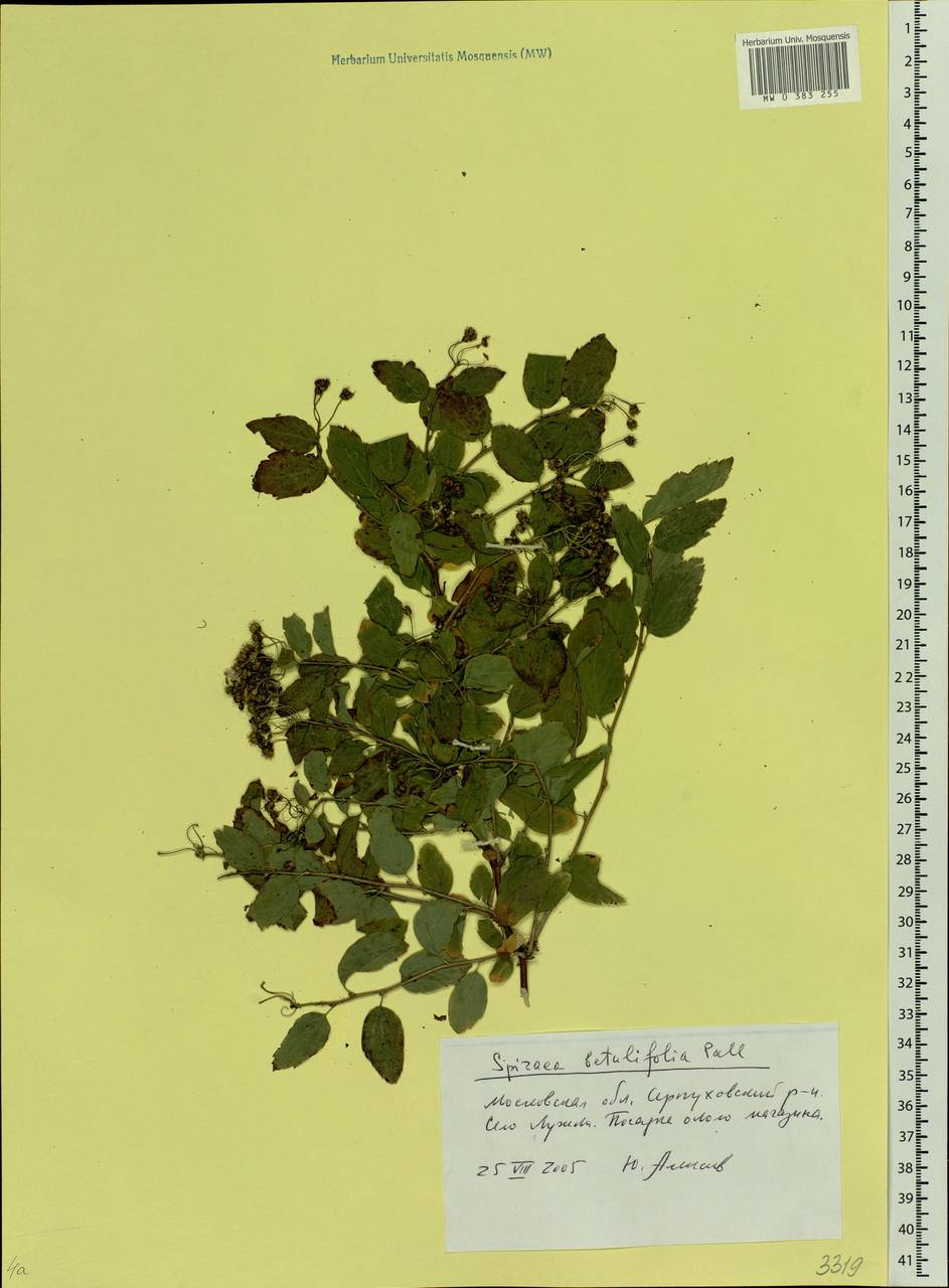 Spiraea betulifolia Pall., Eastern Europe, Moscow region (E4a) (Russia)