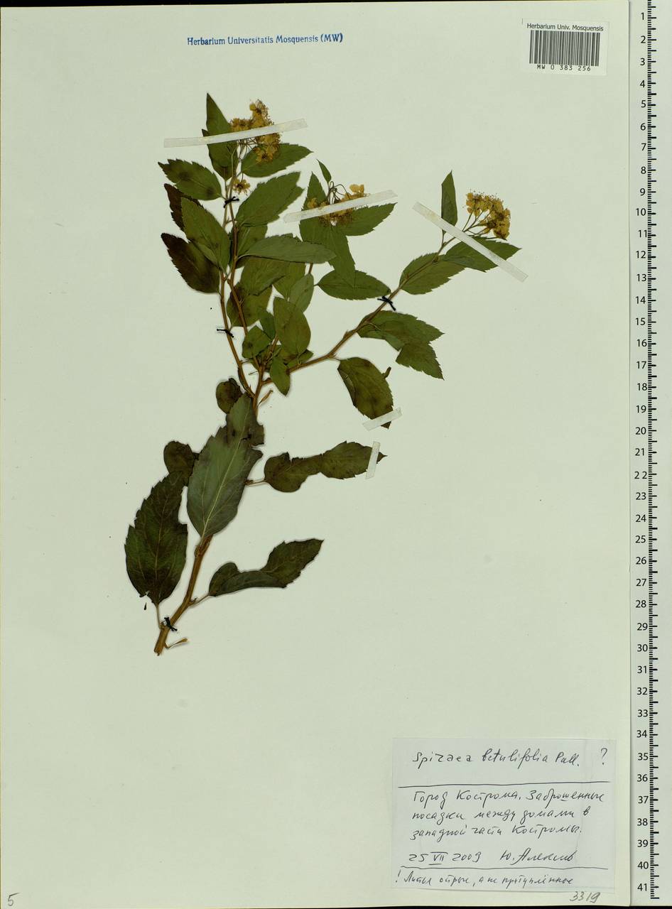 Spiraea betulifolia, Eastern Europe, Central forest region (E5) (Russia)