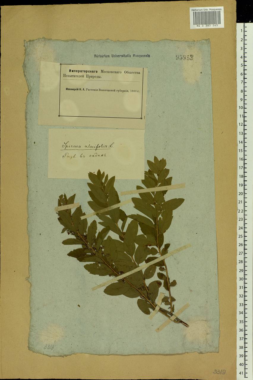 Spiraea chamaedryfolia L., Eastern Europe, Northern region (E1) (Russia)