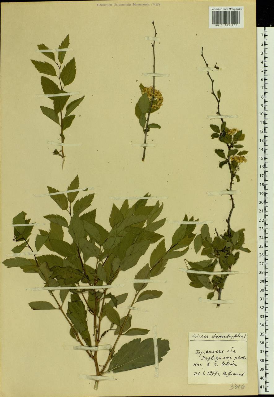 Spiraea chamaedryfolia L., Eastern Europe, Western region (E3) (Russia)