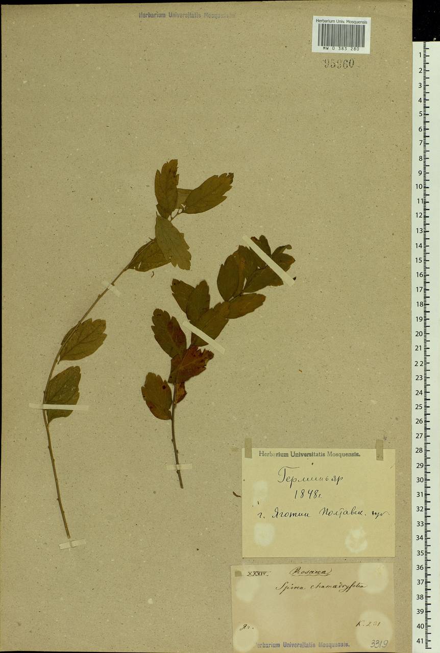Spiraea chamaedryfolia L., Eastern Europe, North Ukrainian region (E11) (Ukraine)