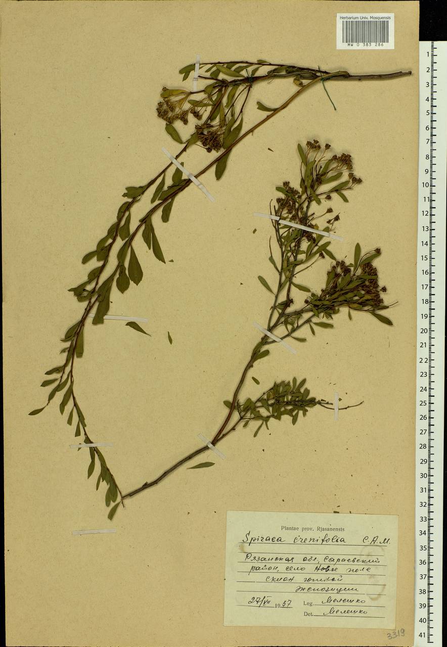 Spiraea crenata L., Eastern Europe, Central region (E4) (Russia)