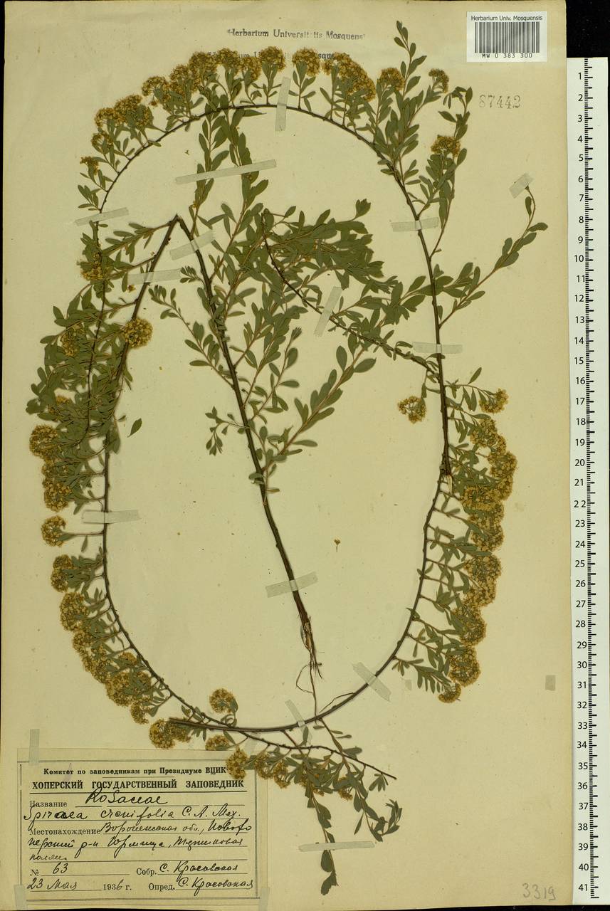Spiraea crenata L., Eastern Europe, Central forest-and-steppe region (E6) (Russia)