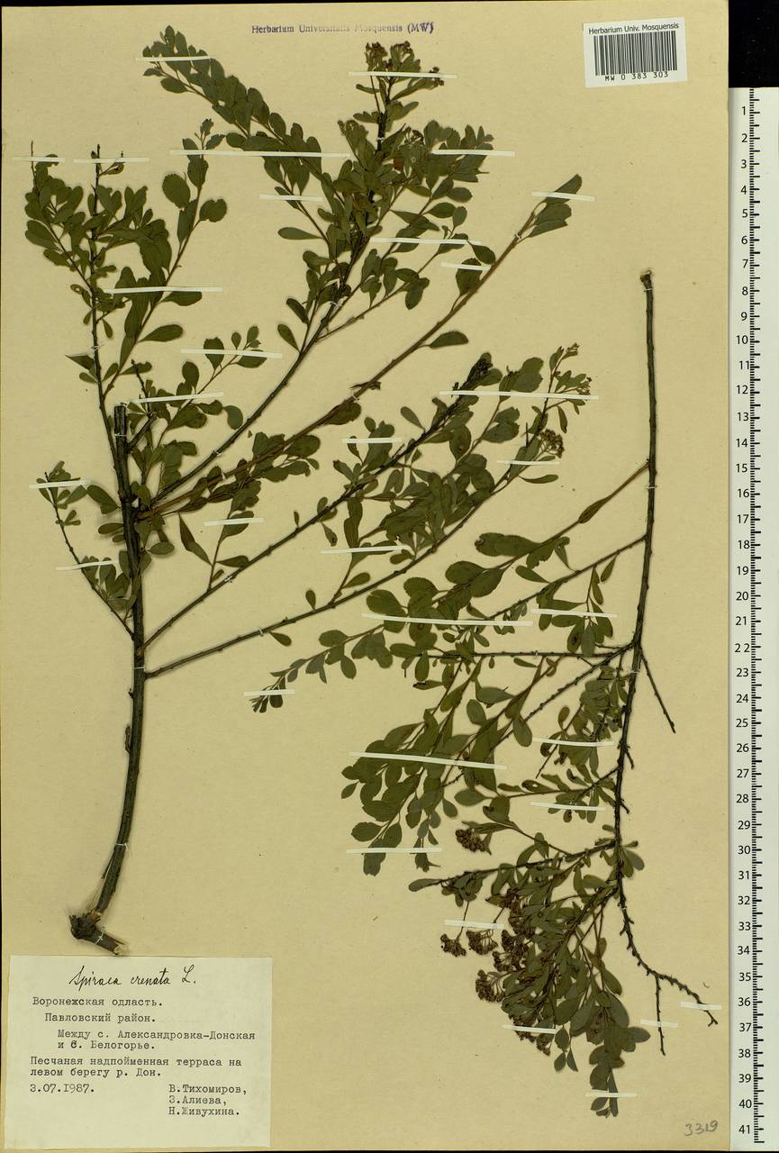 Spiraea crenata L., Eastern Europe, Central forest-and-steppe region (E6) (Russia)
