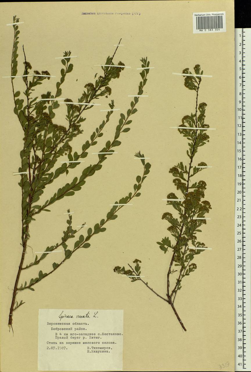 Spiraea crenata L., Eastern Europe, Central forest-and-steppe region (E6) (Russia)