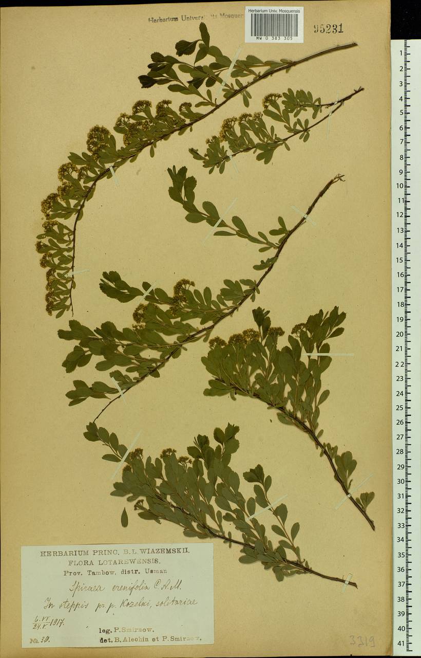 Spiraea crenata L., Eastern Europe, Central forest-and-steppe region (E6) (Russia)