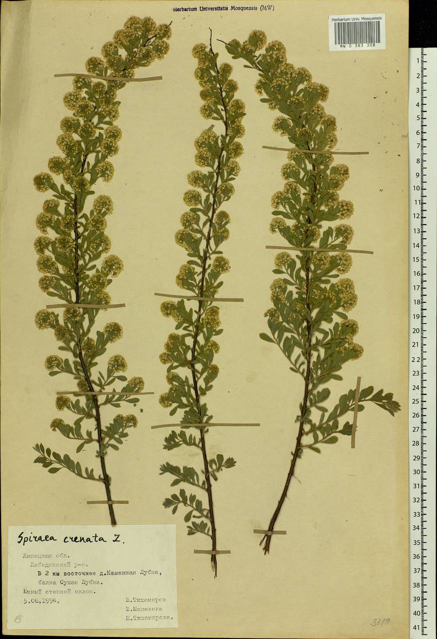 Spiraea crenata L., Eastern Europe, Central forest-and-steppe region (E6) (Russia)