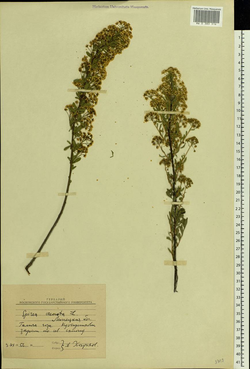 Spiraea crenata L., Eastern Europe, Central forest-and-steppe region (E6) (Russia)