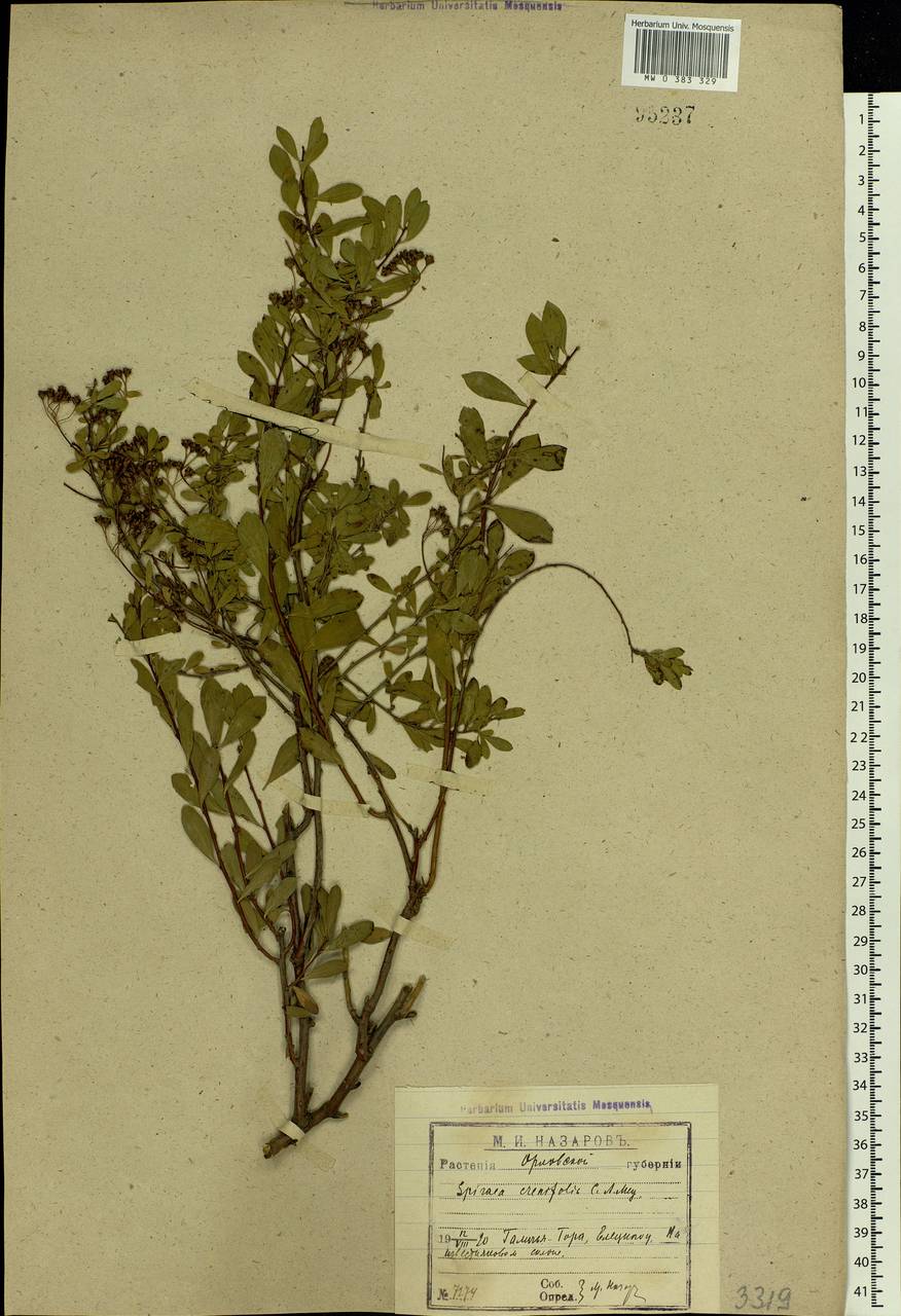 Spiraea crenata L., Eastern Europe, Central forest-and-steppe region (E6) (Russia)