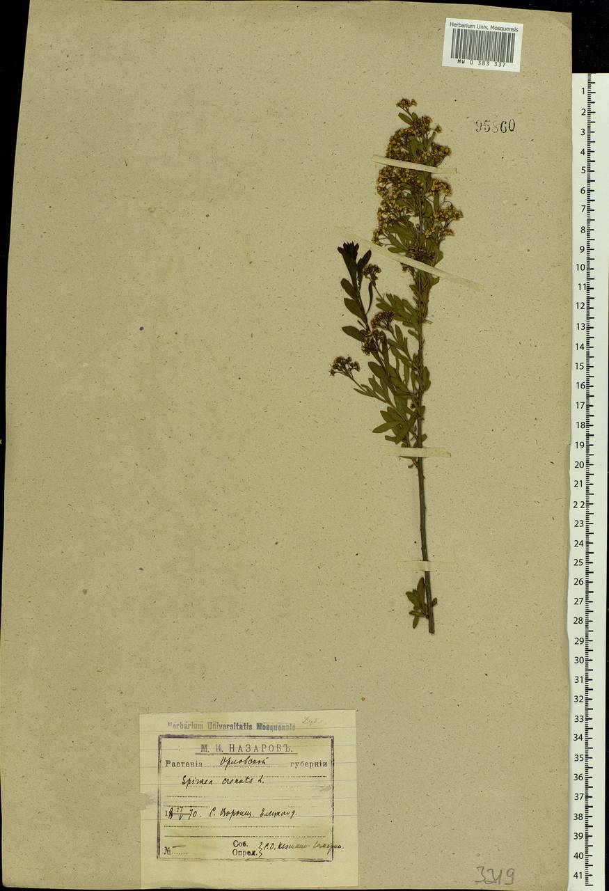 Spiraea crenata L., Eastern Europe, Central forest-and-steppe region (E6) (Russia)