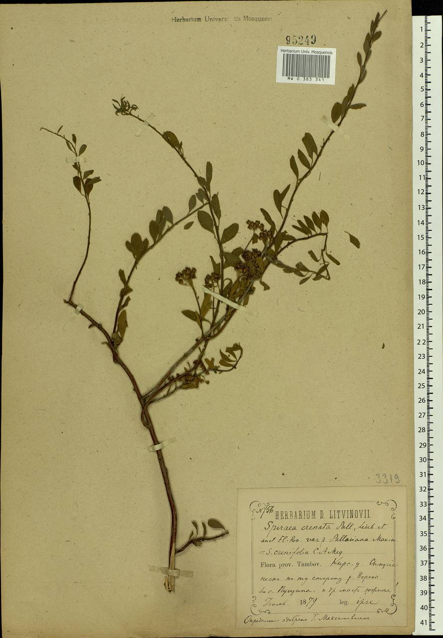 Spiraea crenata L., Eastern Europe, Central forest-and-steppe region (E6) (Russia)