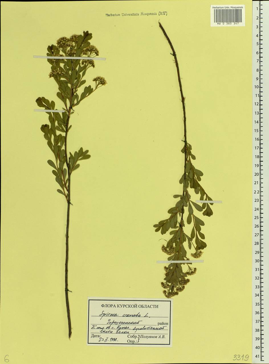 Spiraea crenata L., Eastern Europe, Central forest-and-steppe region (E6) (Russia)