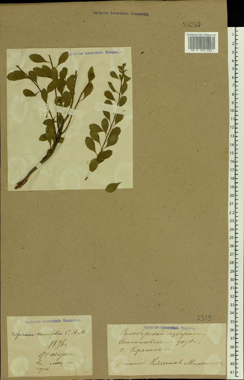 Spiraea crenata L., Eastern Europe, Middle Volga region (E8) (Russia)