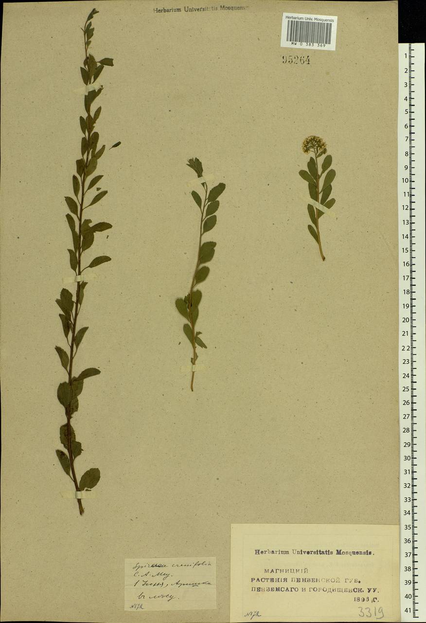 Spiraea crenata L., Eastern Europe, Middle Volga region (E8) (Russia)