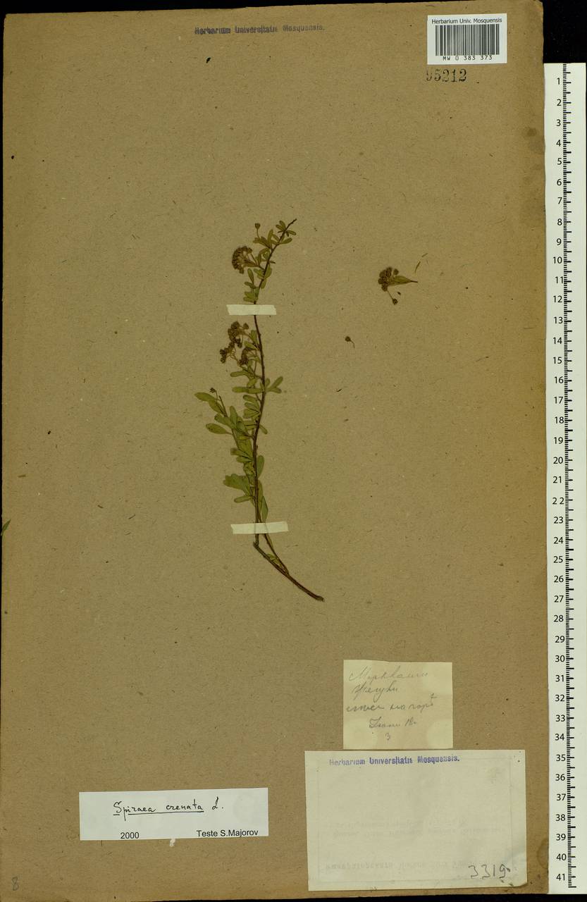 Spiraea crenata L., Eastern Europe, Middle Volga region (E8) (Russia)
