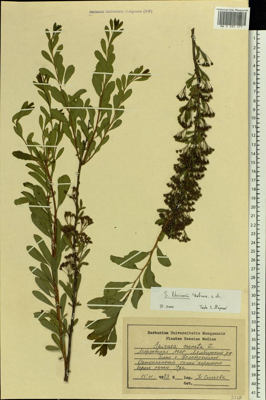 Spiraea crenata L., Eastern Europe, Middle Volga region (E8) (Russia)