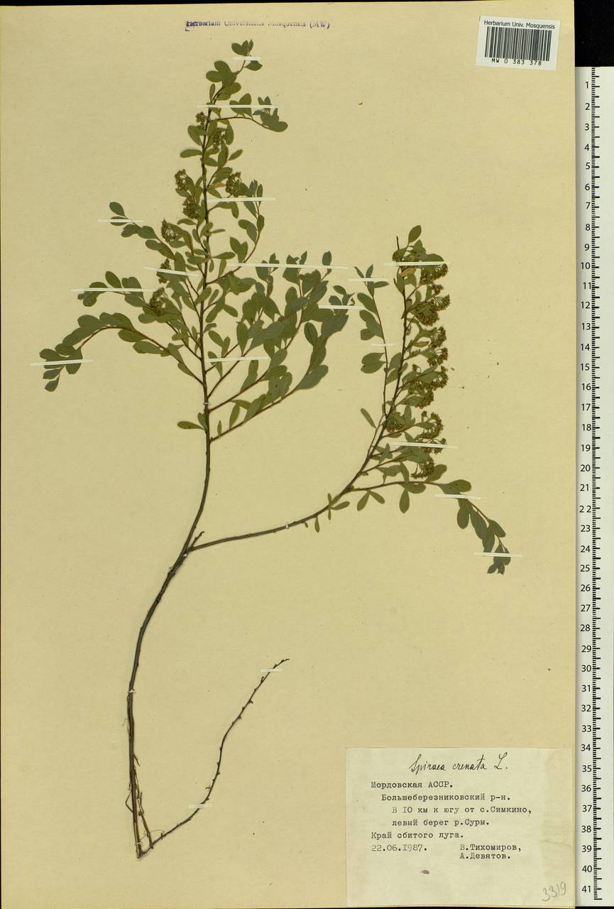 Spiraea crenata L., Eastern Europe, Middle Volga region (E8) (Russia)