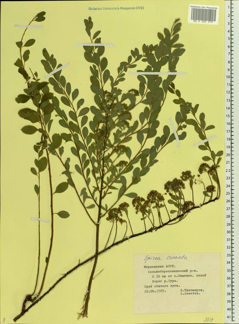 Spiraea crenata L., Eastern Europe, Middle Volga region (E8) (Russia)