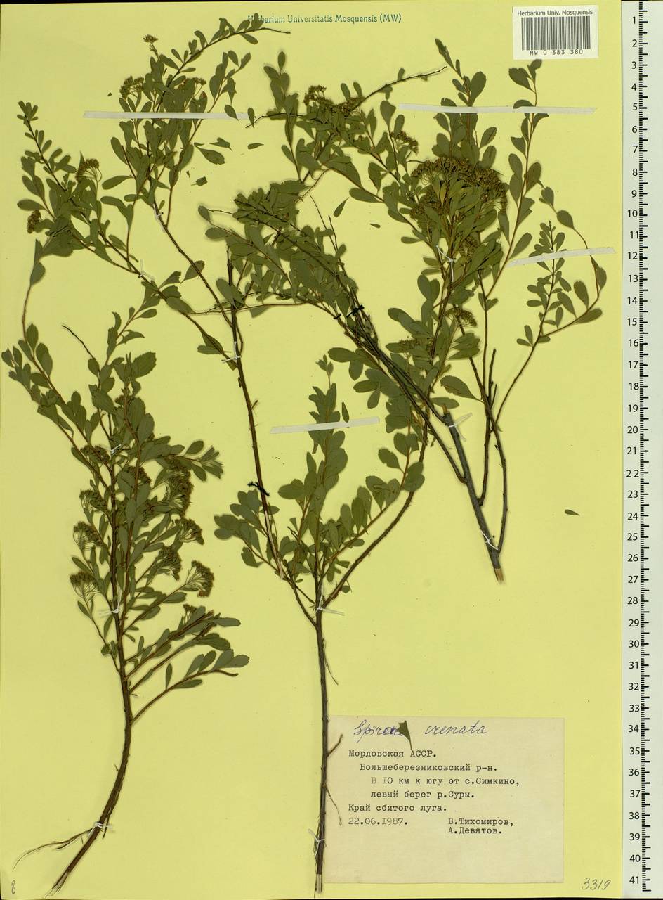 Spiraea crenata L., Eastern Europe, Middle Volga region (E8) (Russia)