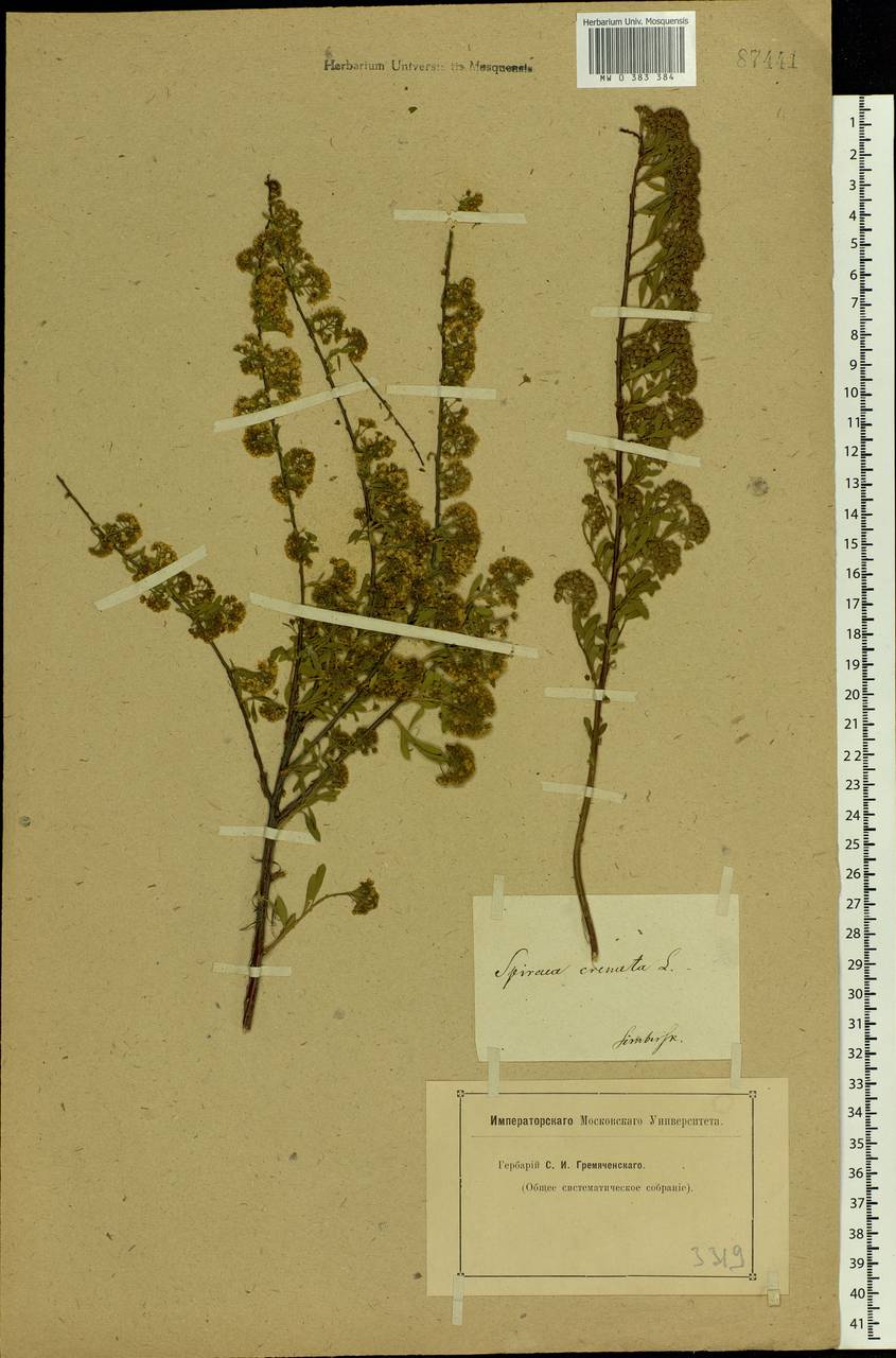 Spiraea crenata L., Eastern Europe, Middle Volga region (E8) (Russia)