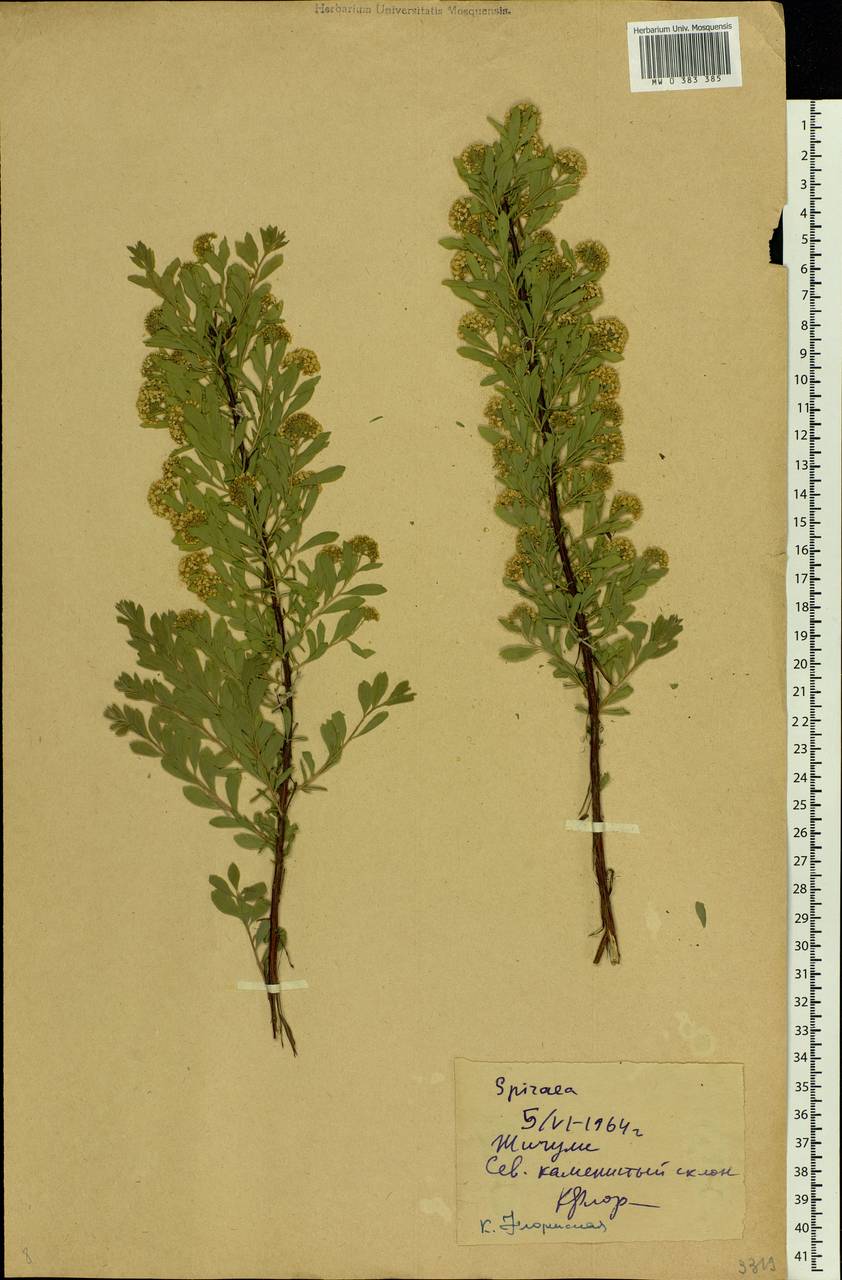 Spiraea crenata L., Eastern Europe, Middle Volga region (E8) (Russia)