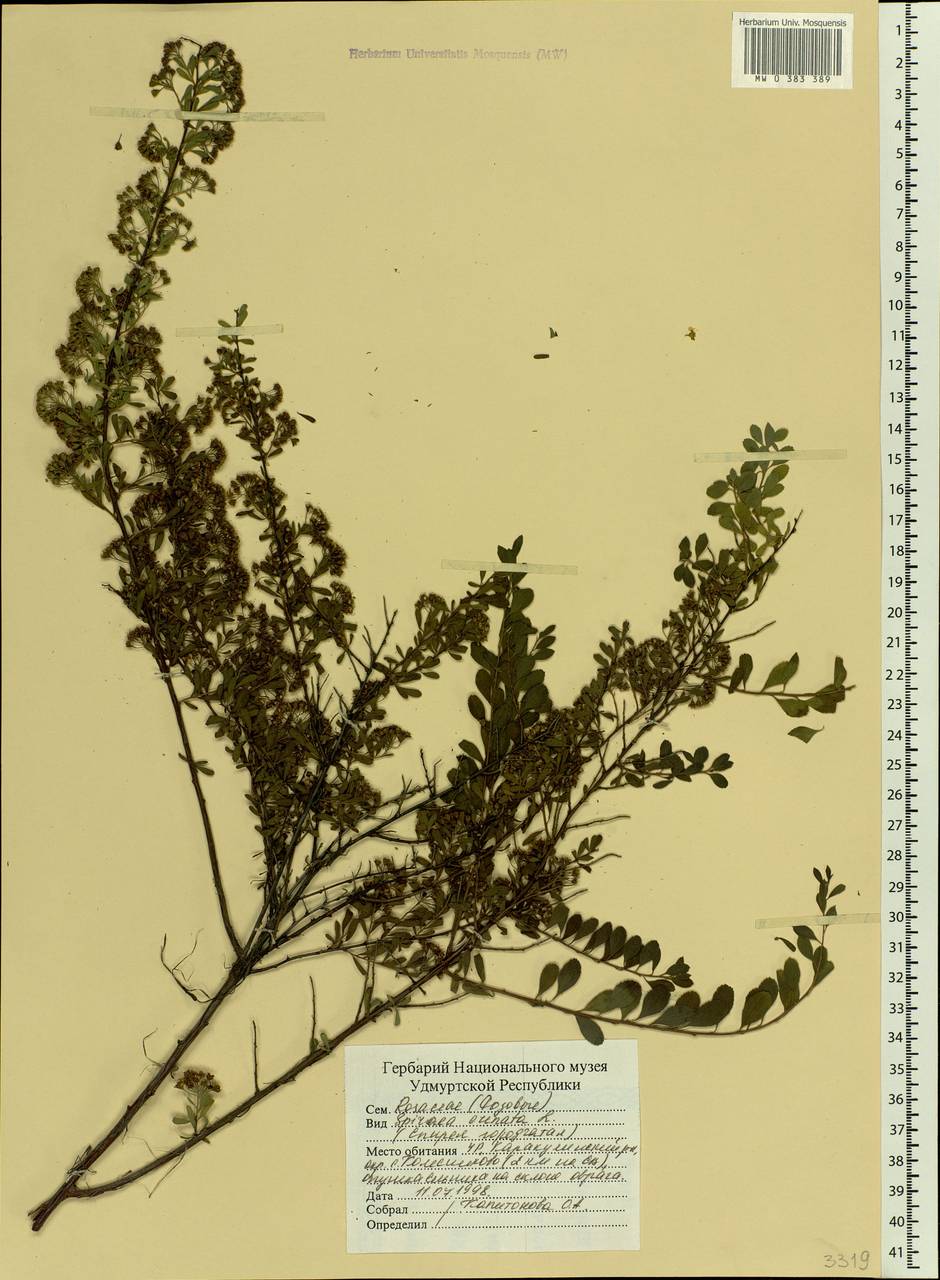 Spiraea crenata L., Eastern Europe, Volga-Kama region (E7) (Russia)