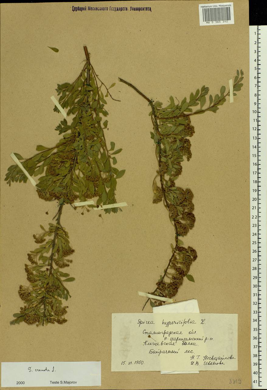 Spiraea crenata L., Eastern Europe, Lower Volga region (E9) (Russia)