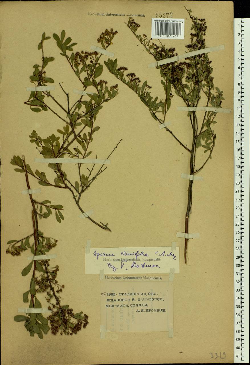 Spiraea crenata L., Eastern Europe, Lower Volga region (E9) (Russia)