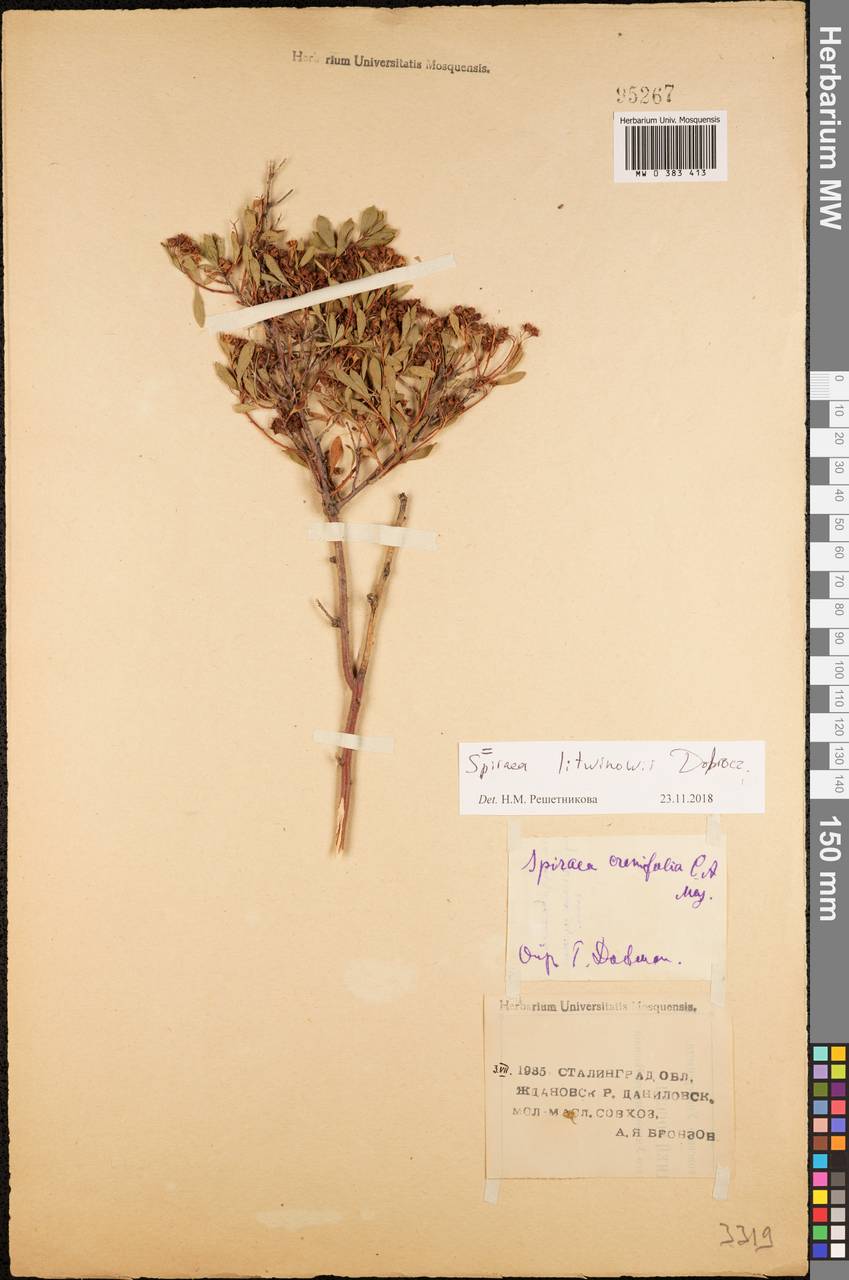 Spiraea crenata subsp. crenata, Eastern Europe, Lower Volga region (E9) (Russia)