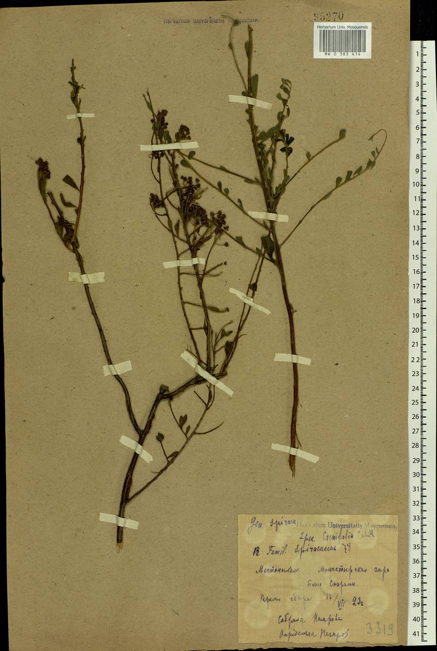Spiraea crenata L., Eastern Europe, Middle Volga region (E8) (Russia)