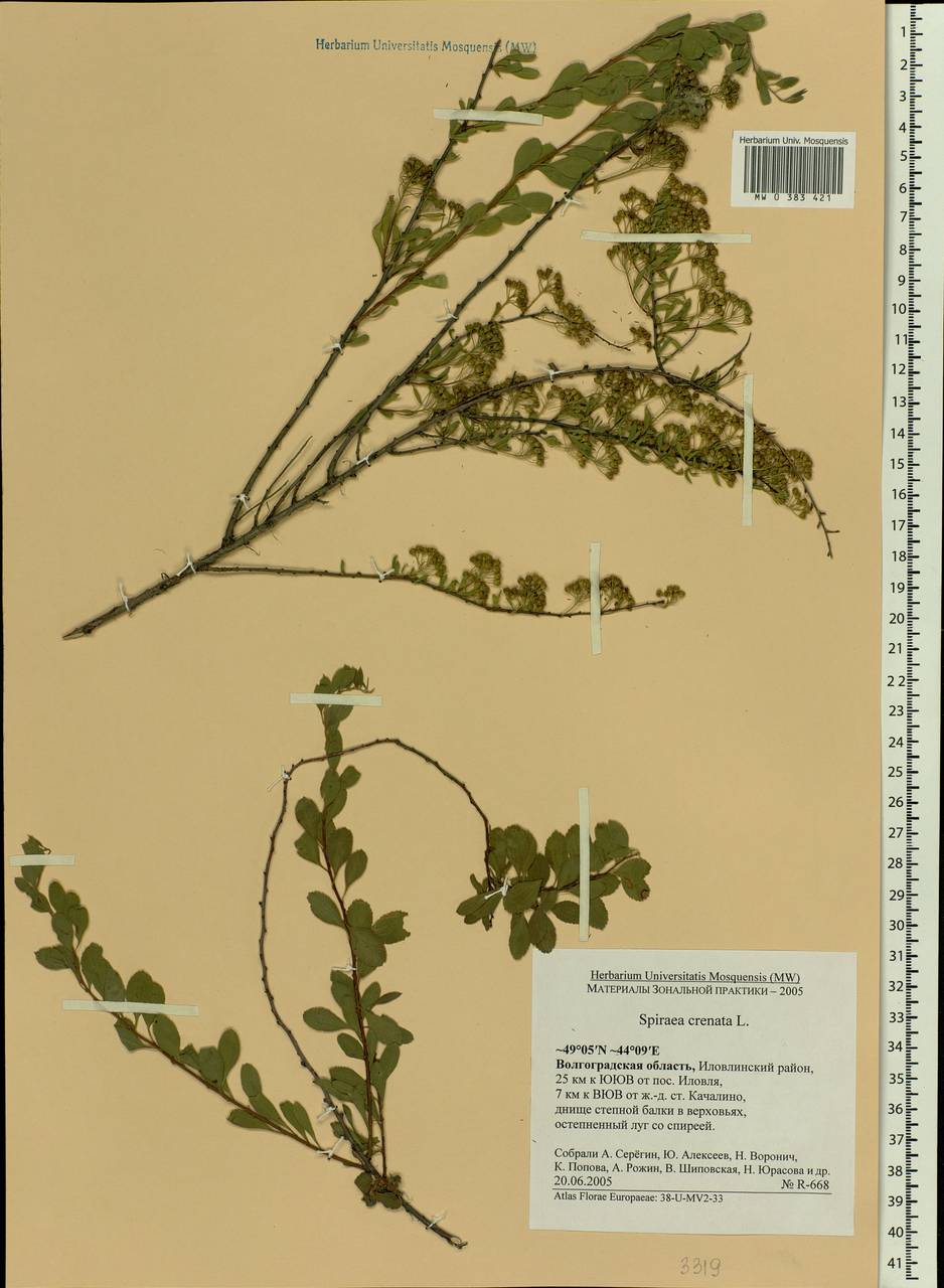 Spiraea crenata L., Eastern Europe, Lower Volga region (E9) (Russia)
