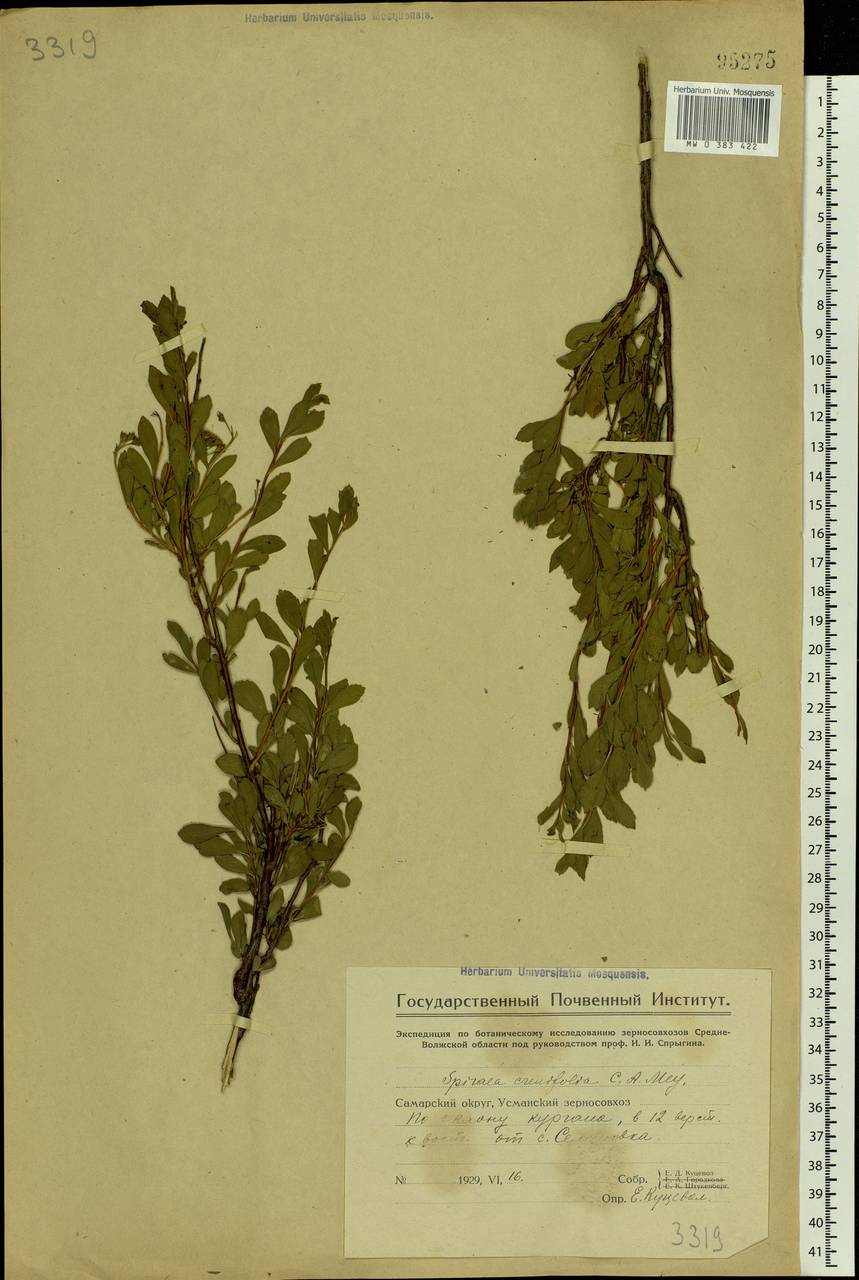 Spiraea crenata L., Eastern Europe, Eastern region (E10) (Russia)
