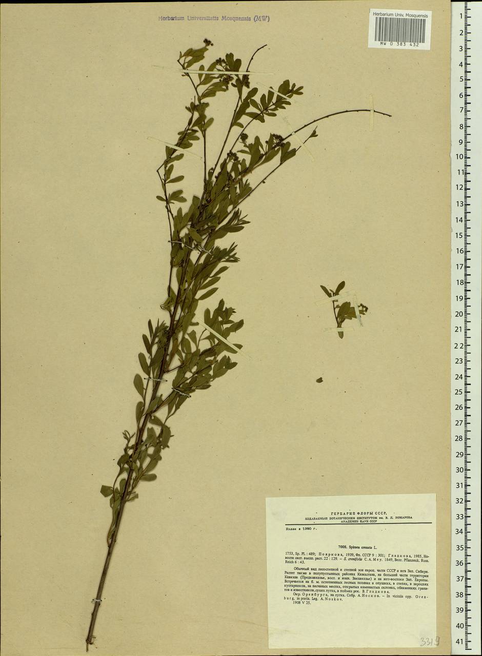 Spiraea crenata L., Eastern Europe, Eastern region (E10) (Russia)