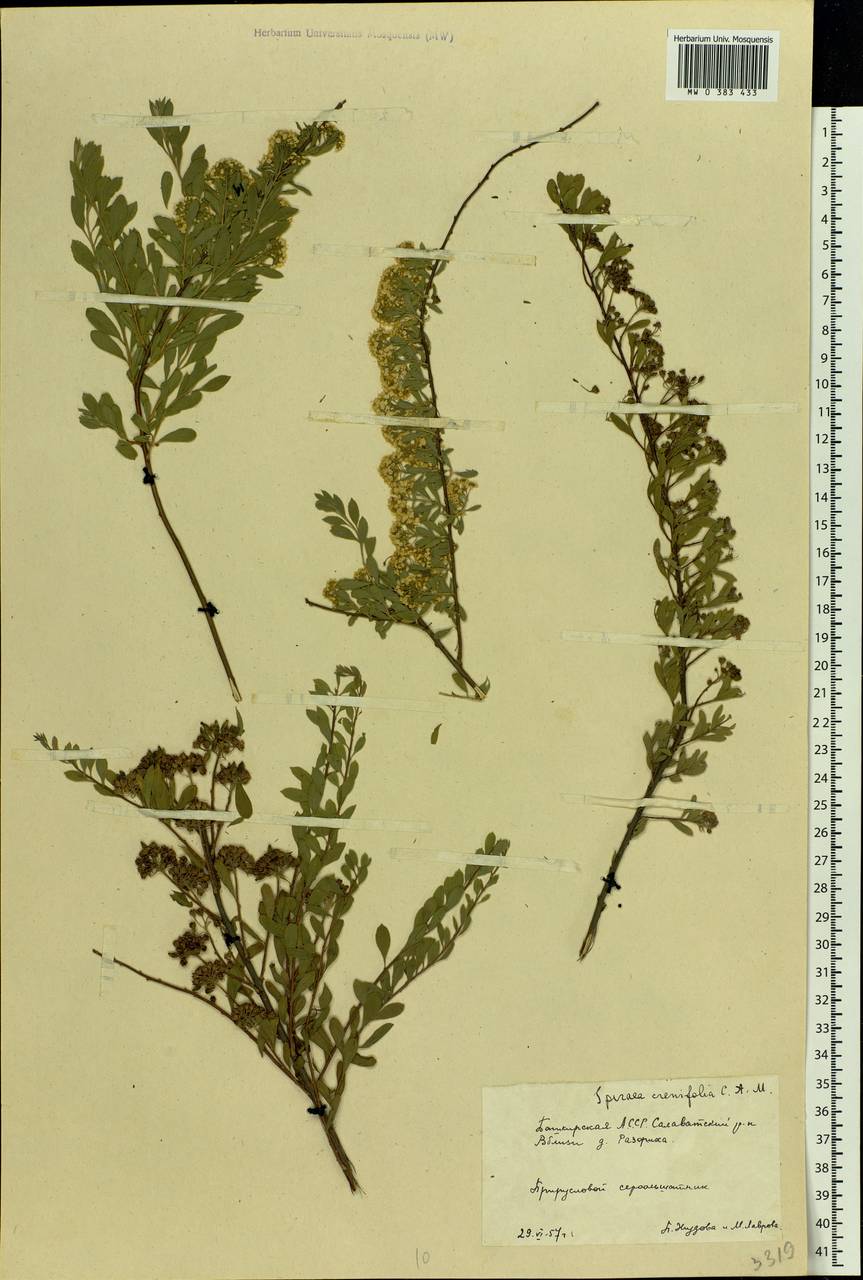 Spiraea crenata L., Eastern Europe, Eastern region (E10) (Russia)