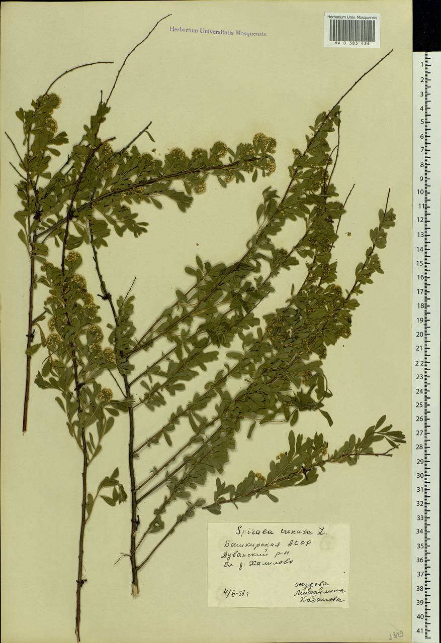 Spiraea crenata L., Eastern Europe, Eastern region (E10) (Russia)
