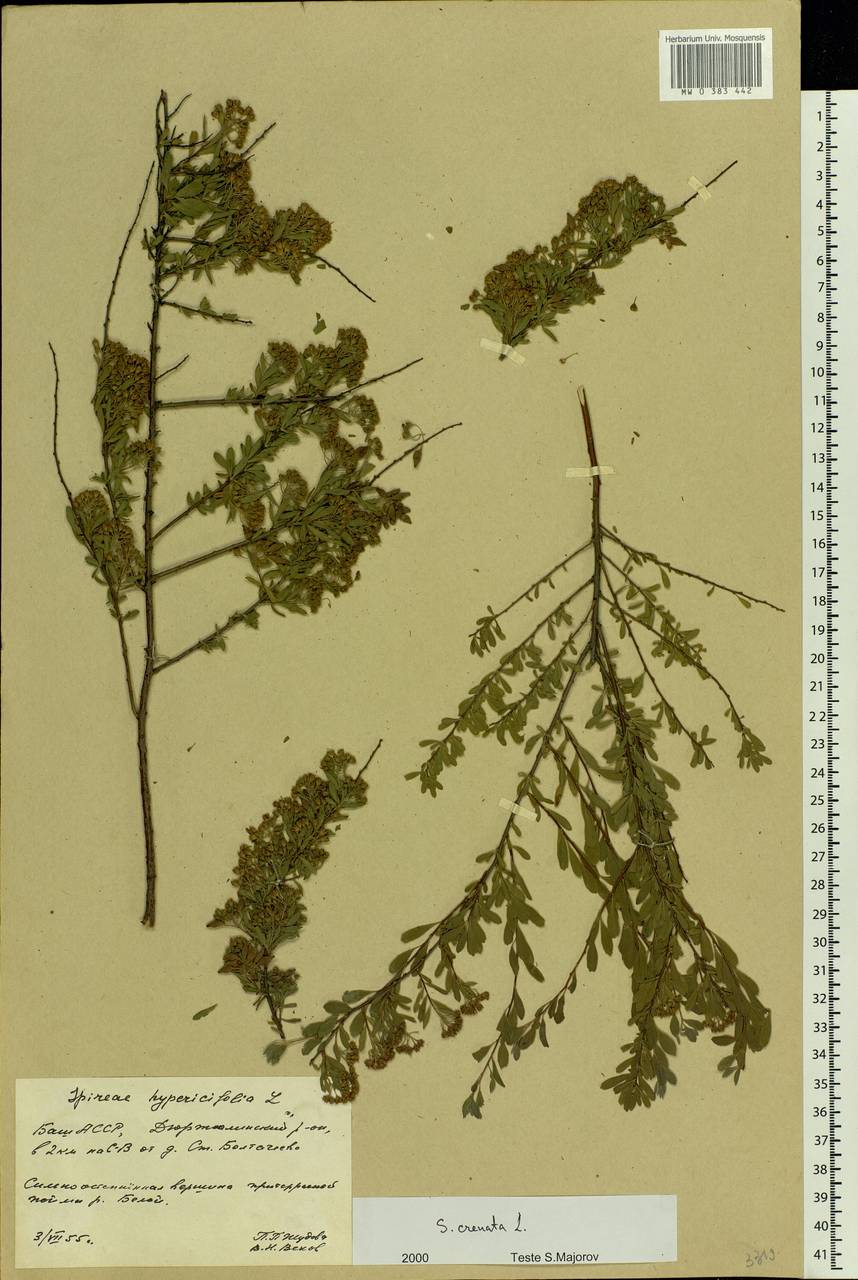 Spiraea crenata L., Eastern Europe, Eastern region (E10) (Russia)