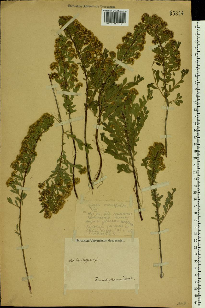 Spiraea crenata L., Eastern Europe, Eastern region (E10) (Russia)