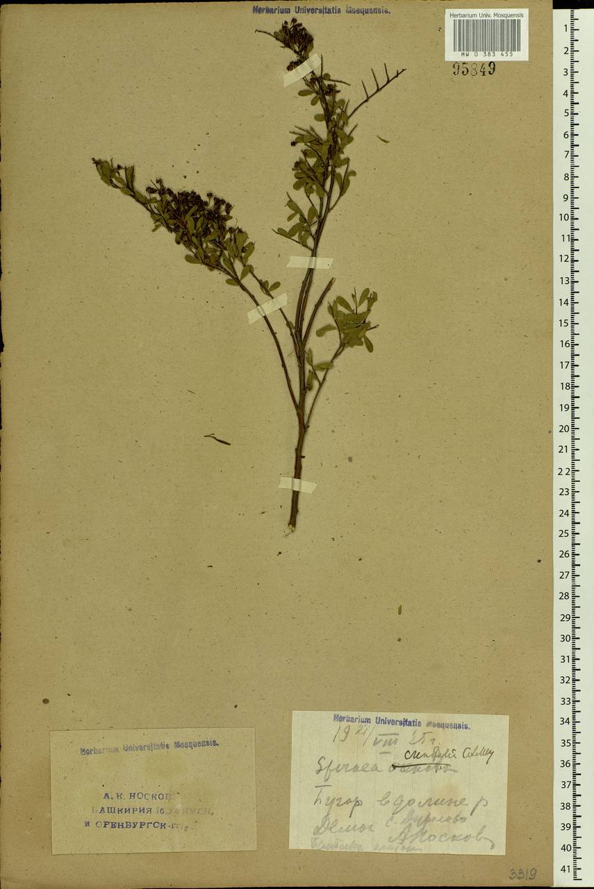 Spiraea crenata L., Eastern Europe, Eastern region (E10) (Russia)