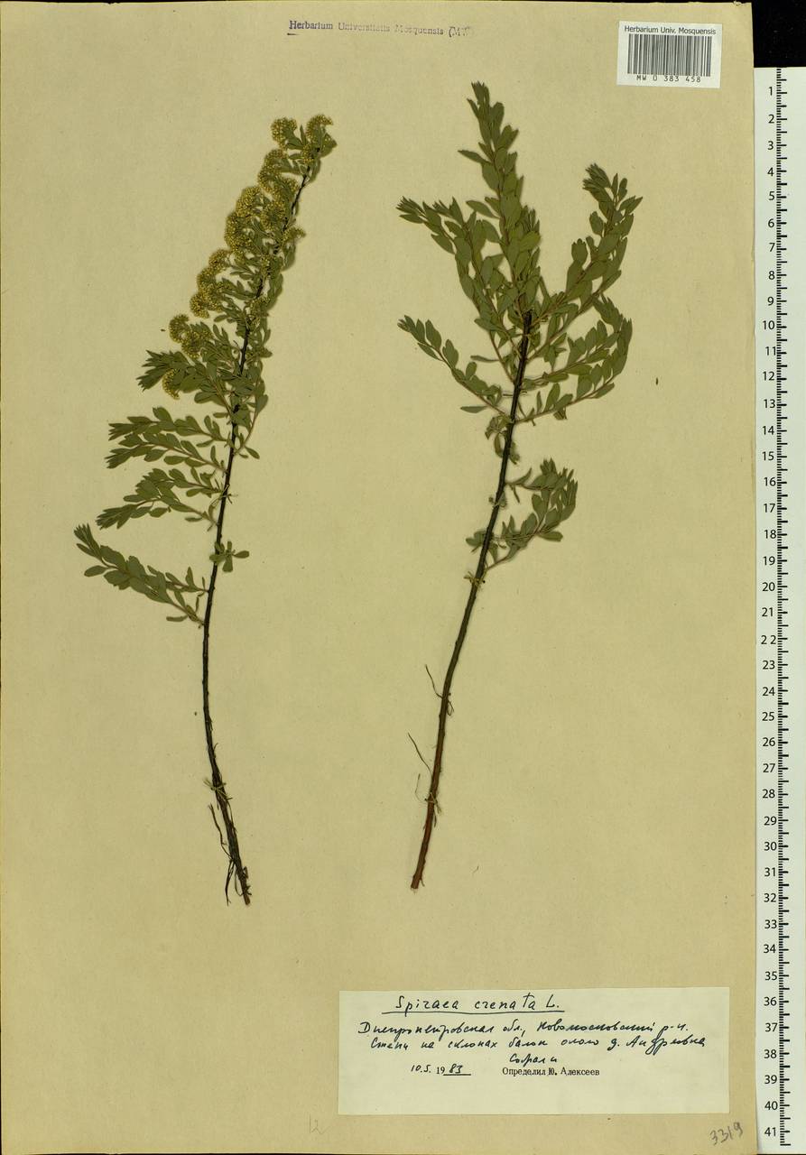 Spiraea crenata L., Eastern Europe, South Ukrainian region (E12) (Ukraine)