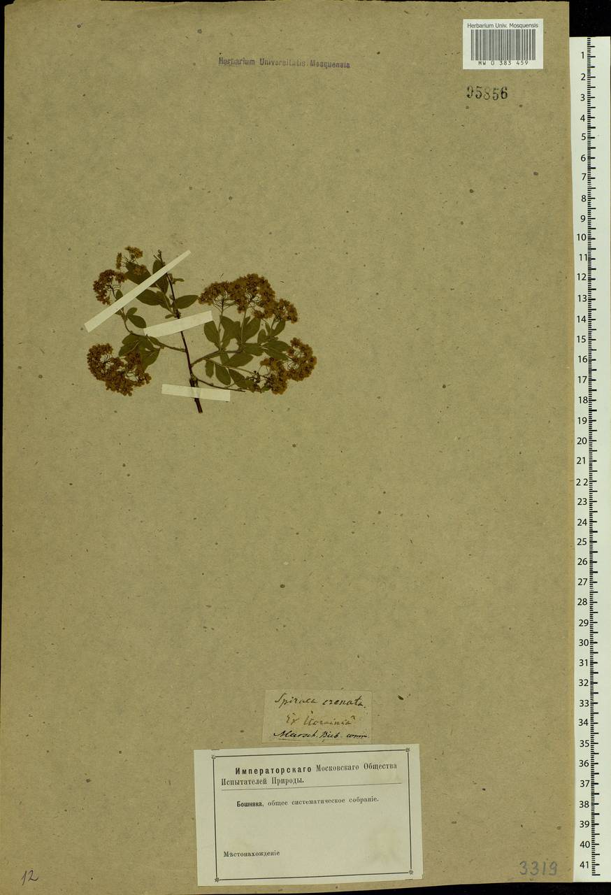 Spiraea crenata L., Eastern Europe, South Ukrainian region (E12) (Ukraine)
