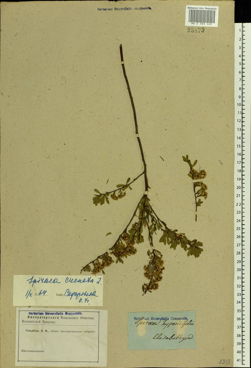Spiraea crenata L., Eastern Europe, South Ukrainian region (E12) (Ukraine)