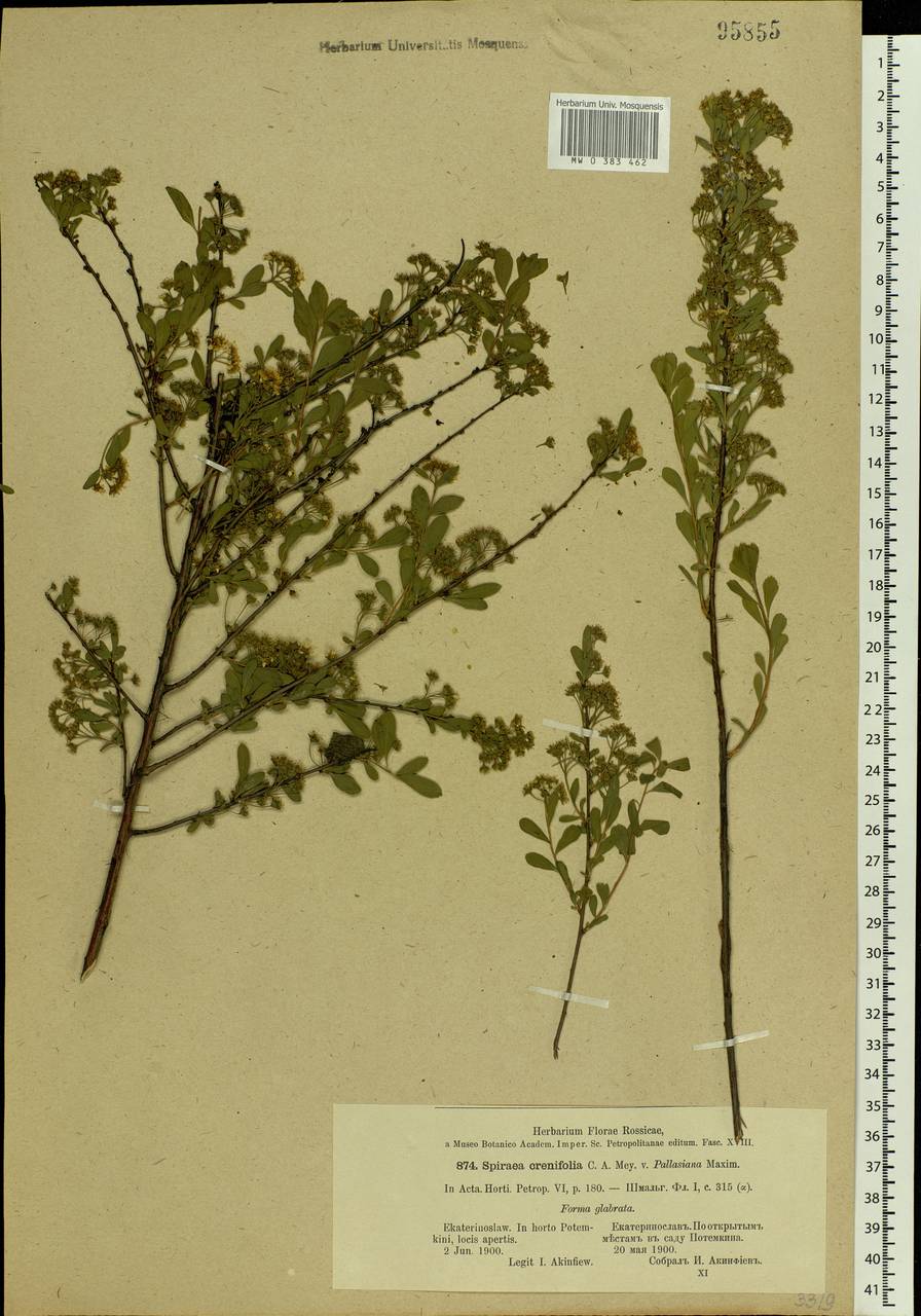 Spiraea crenata L., Eastern Europe, South Ukrainian region (E12) (Ukraine)