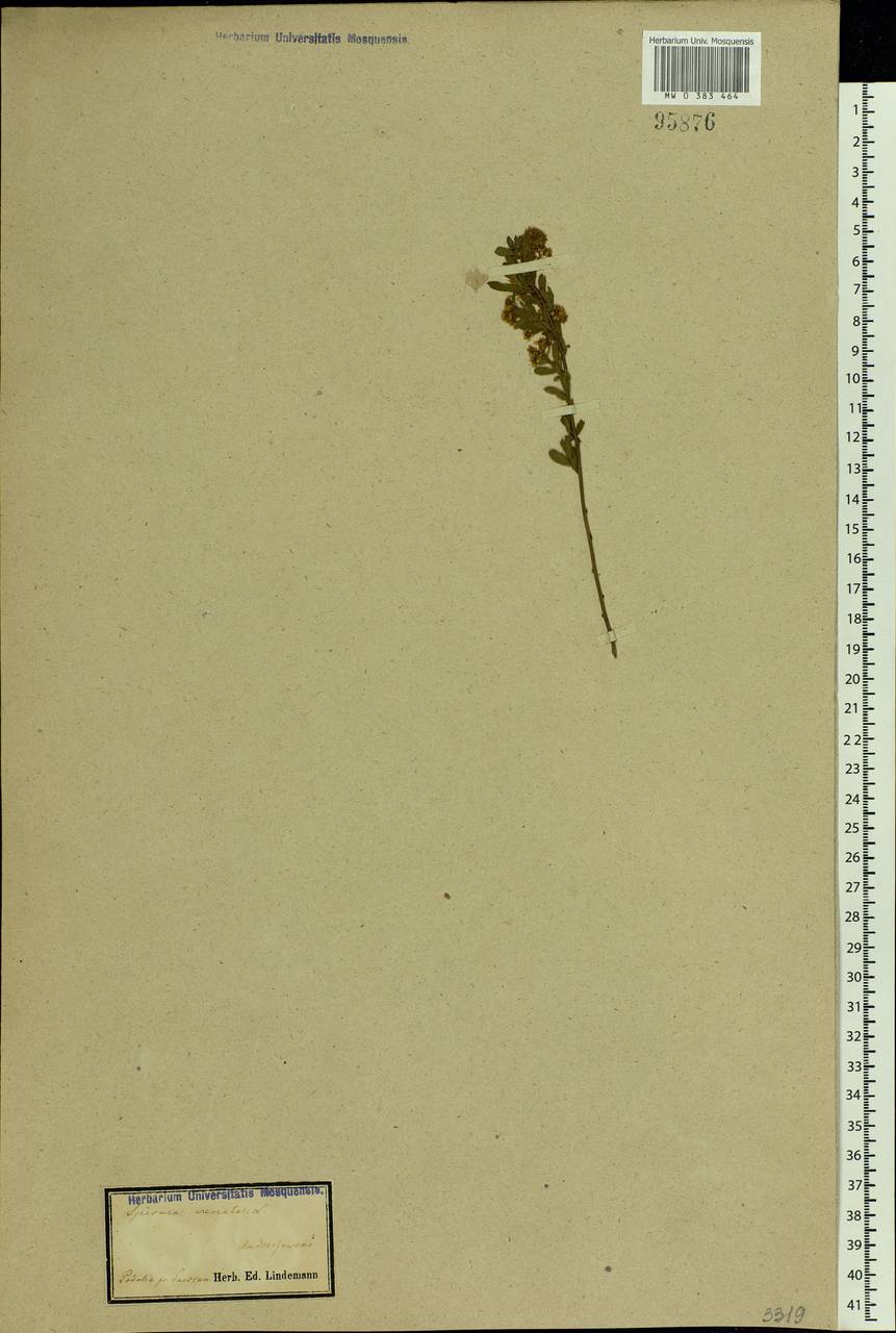 Spiraea crenata L., Eastern Europe, North Ukrainian region (E11) (Ukraine)