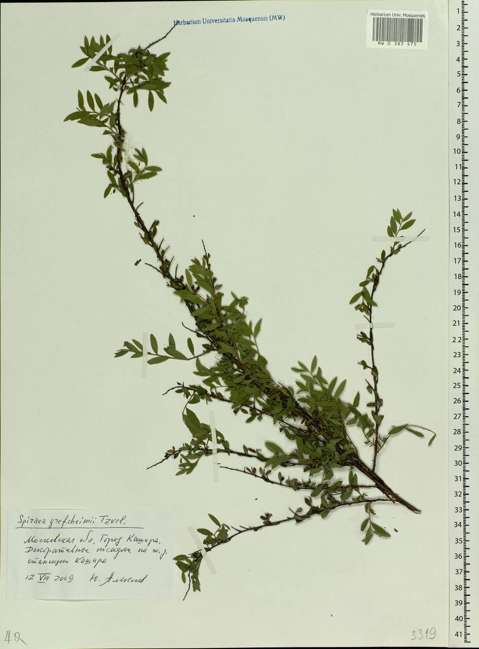 Spiraea × cinerea Zabel, Eastern Europe, Moscow region (E4a) (Russia)
