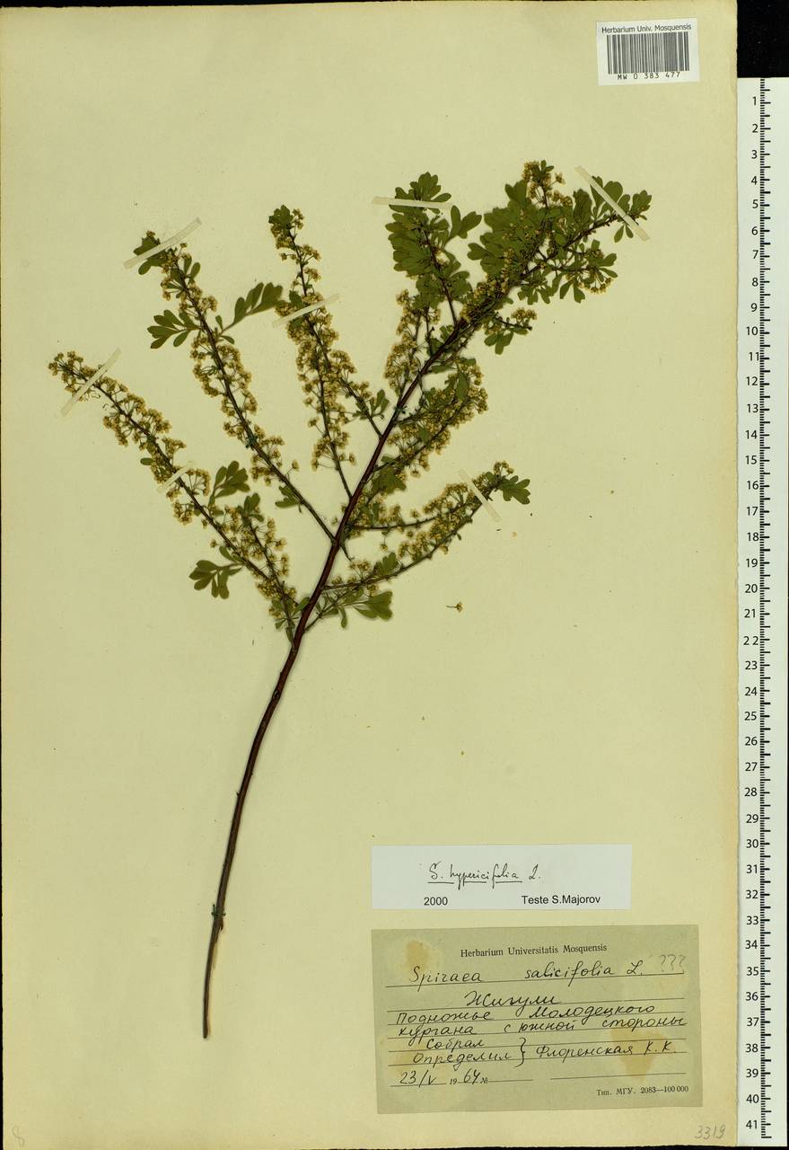 Spiraea hypericifolia L., Eastern Europe, Middle Volga region (E8) (Russia)