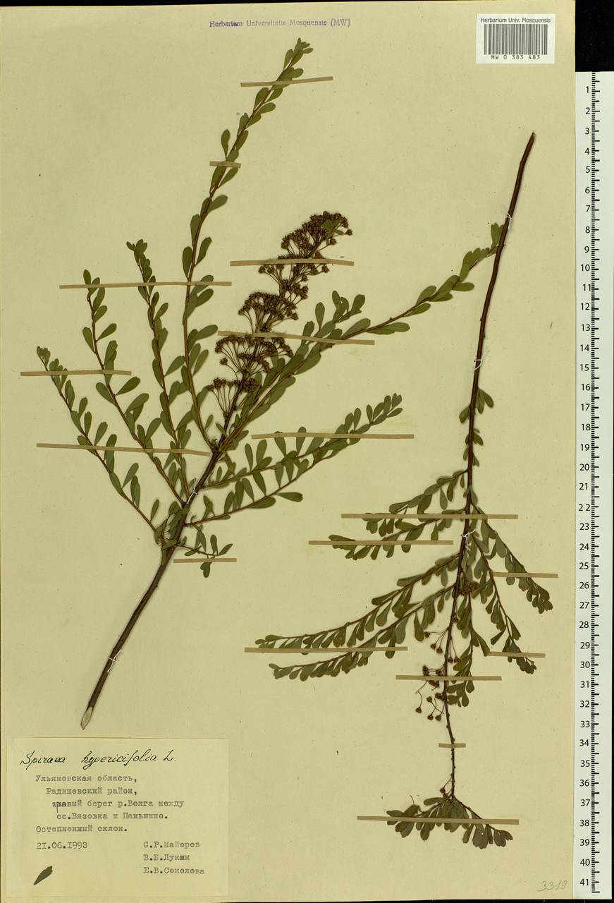 Spiraea hypericifolia L., Eastern Europe, Middle Volga region (E8) (Russia)