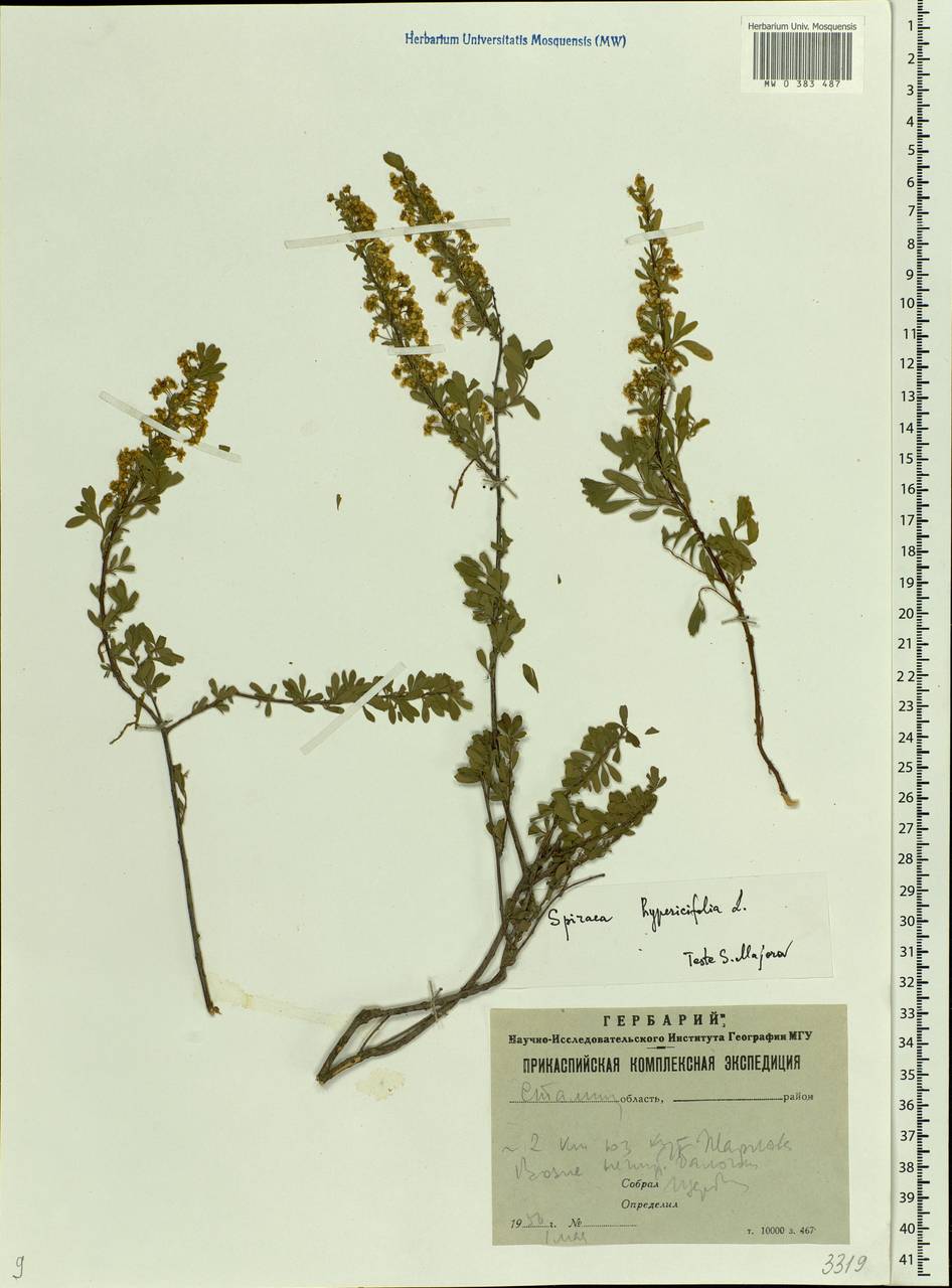 Spiraea hypericifolia L., Eastern Europe, Lower Volga region (E9) (Russia)