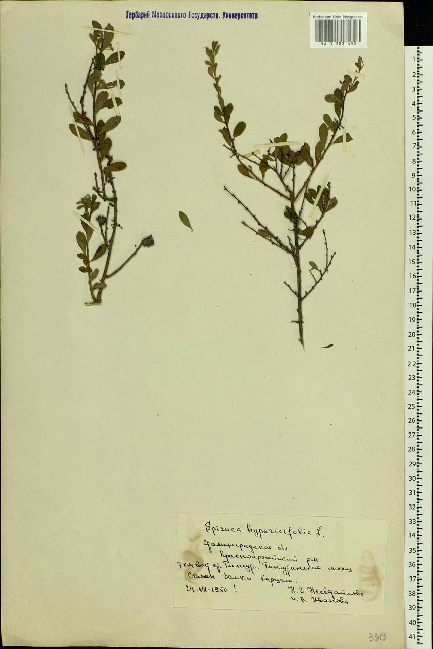 Spiraea hypericifolia L., Eastern Europe, Lower Volga region (E9) (Russia)